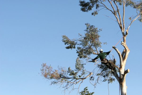Springfield Tree Trimming