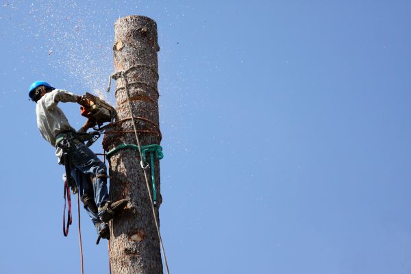 Springfield Tree Removal